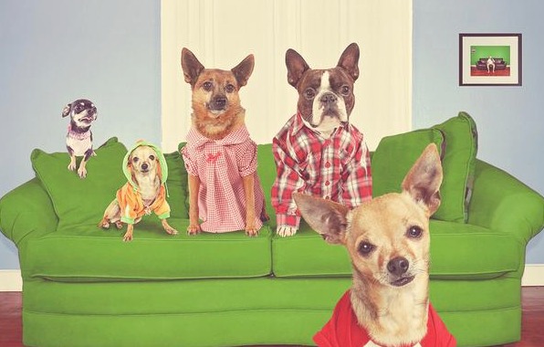 养小型犬避动的的好多个坑 家里狗狗中了好多个？(图1)