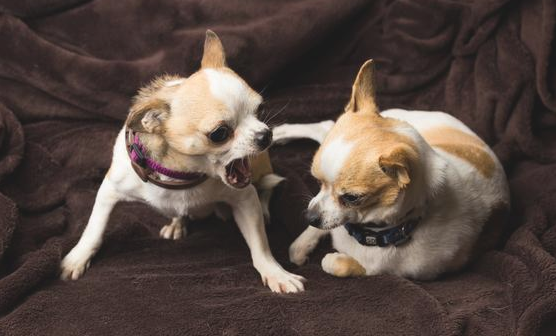 养小型犬避动的的好多个坑 家里狗狗中了好多个？(图2)