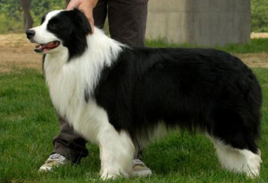 英国边境牧羊犬性格特点 聪慧是它们的天性(图2)