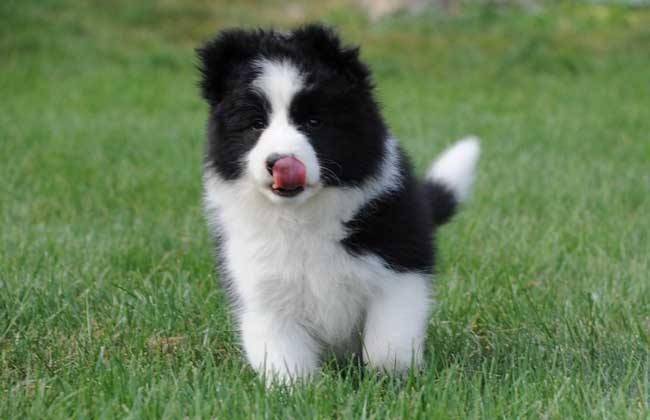 英国边境牧羊犬性格特点 聪慧是它们的天性(图3)