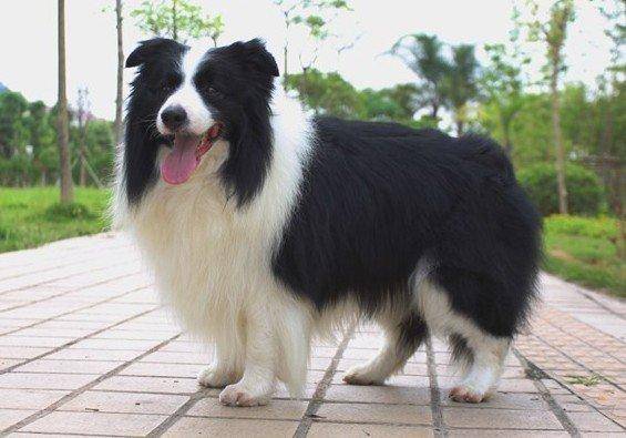 咋训边境牧羊犬上厕所 就该要那样一步步的来(图1)