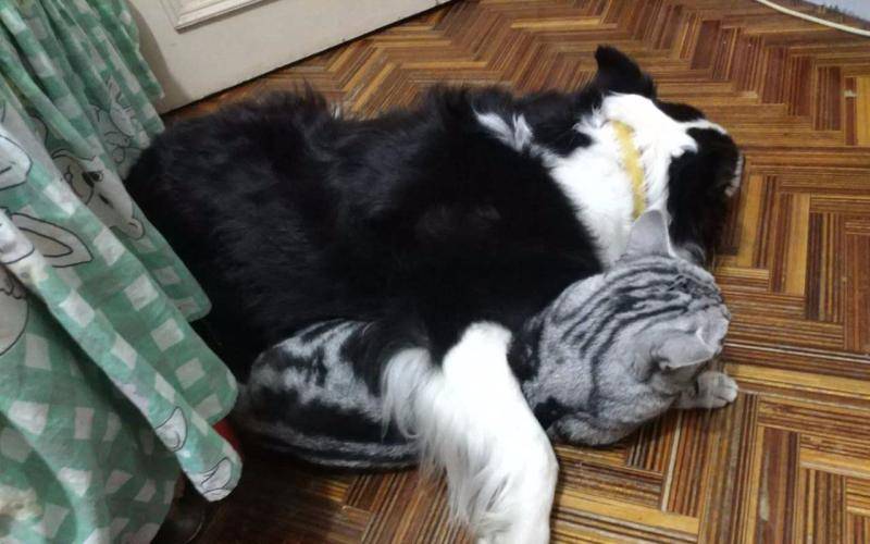 咋训边境牧羊犬上厕所 就该要那样一步步的来(图2)