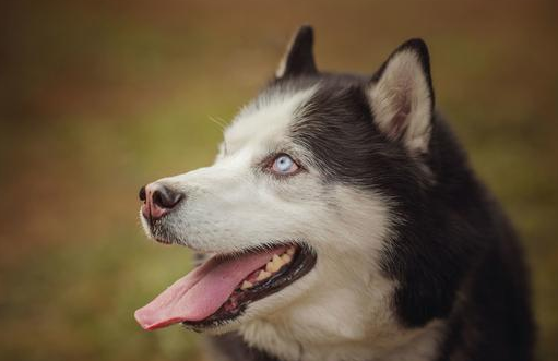 养狗狗的六用不着 养殖狗狗的常见问题(图2)