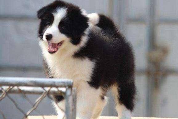 边境牧羊犬螨虫怎摸治疗 这样的防治方法才靠谱(图2)