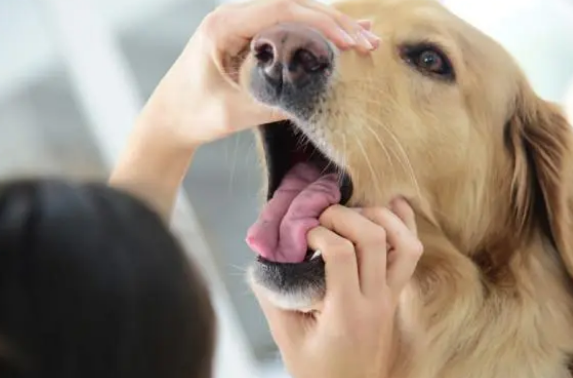 狗狗误服东西该怎么办呢?(图2)