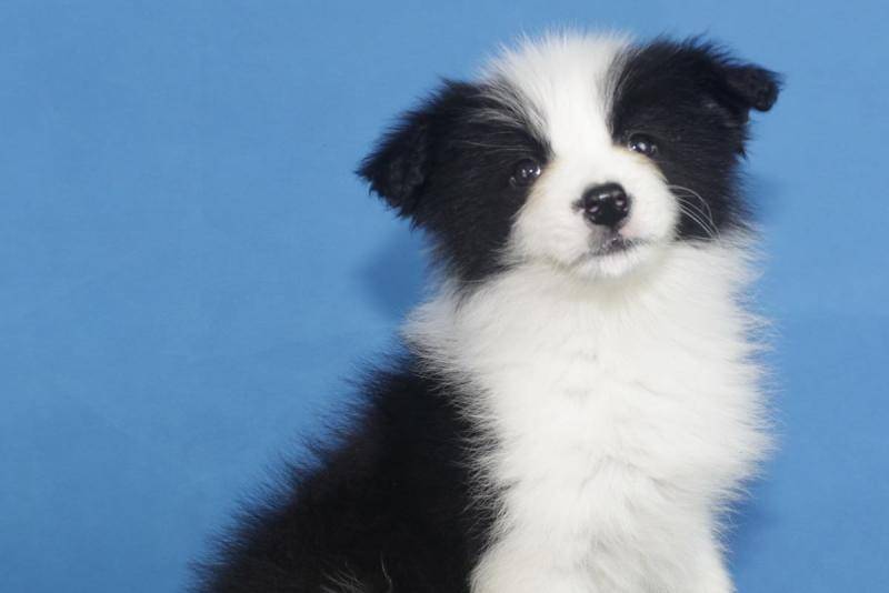 边境牧羊犬能干什么？智商高不一定就能干(图2)