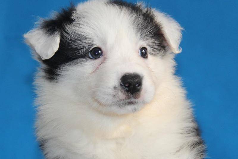 边境牧羊犬能干什么？智商高不一定就能干(图1)