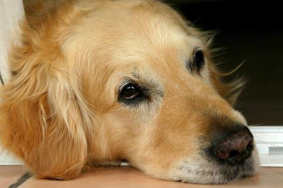 狗狗腹泻的情况禁水要多长时间？(图2)