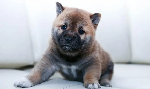 宠物腹泻的症状是都有哪些原因影响到的(图1)