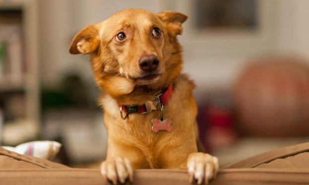 宠物腹泻的症状是都有哪些原因影响到的(图2)