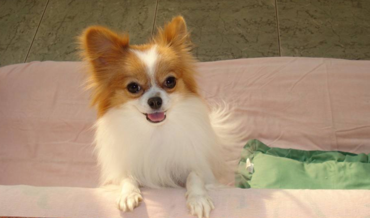 蝴蝶犬好养么?而听话不容易养(图1)