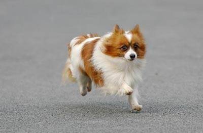 蝴蝶犬好养么?而听话不容易养(图3)