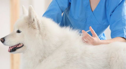 为啥狗狗疫苗要打三针？(图2)