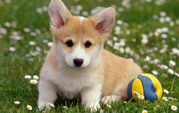 家具装潢对宠物身体害处吗？(图2)