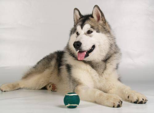 阿拉斯加能吃什么？饮食上要特别注意(图1)