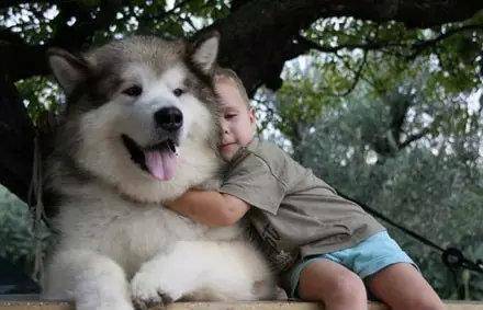 阿拉斯加能吃什么？饮食上要特别注意(图3)