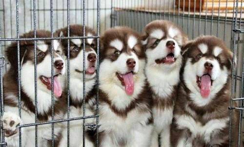 阿拉斯加能吃什么？饮食上要特别注意(图2)