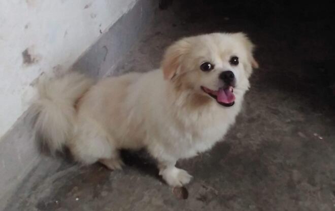 犬窝咳症状会自动痊愈吗(图1)