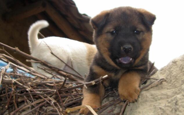 犬窝咳症状会自动痊愈吗(图2)