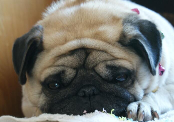 犬窝咳症状会自动痊愈吗(图3)