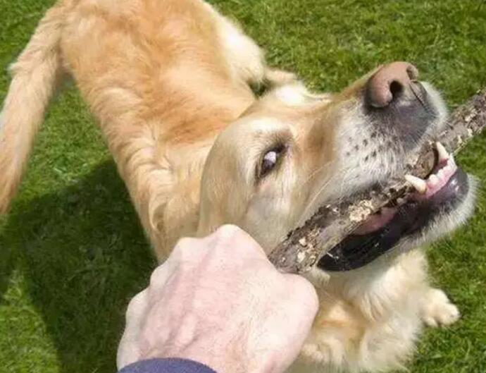 对狗狗的娇惯 有可能致它们死亡后(图2)