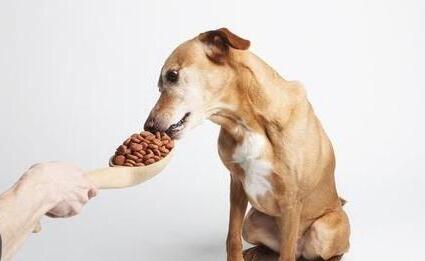 对狗狗的娇惯 有可能致它们死亡后(图1)