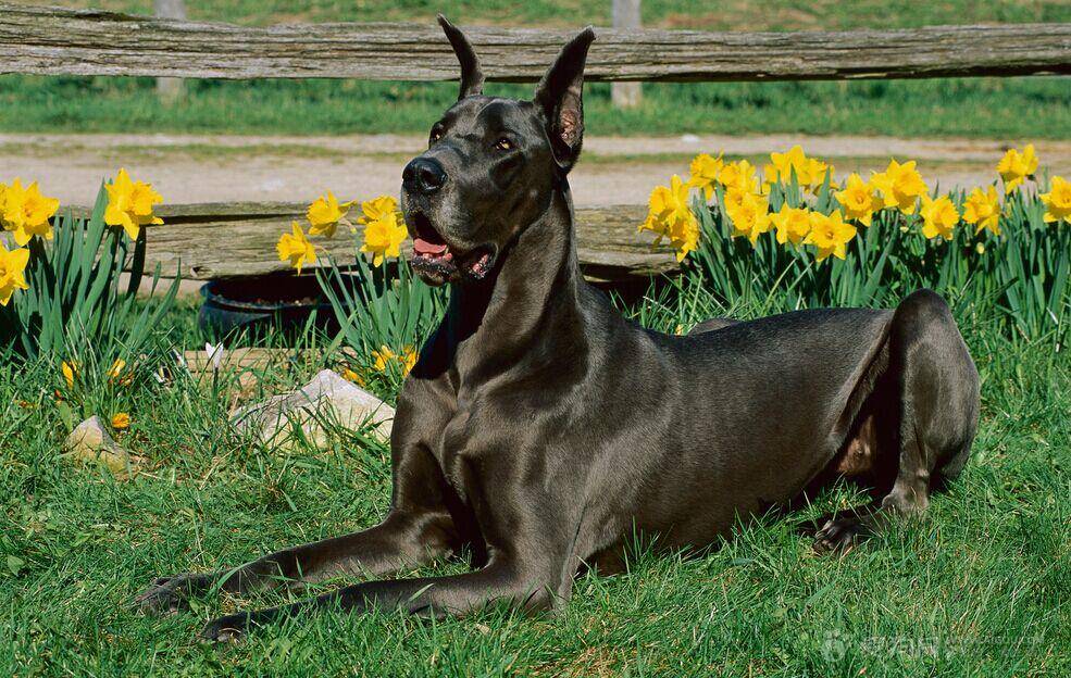 超大型犬品种大全 去看看你熟悉几种(图1)