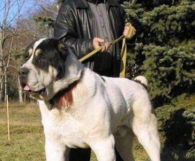 超大型犬品种大全 去看看你熟悉几种(图2)