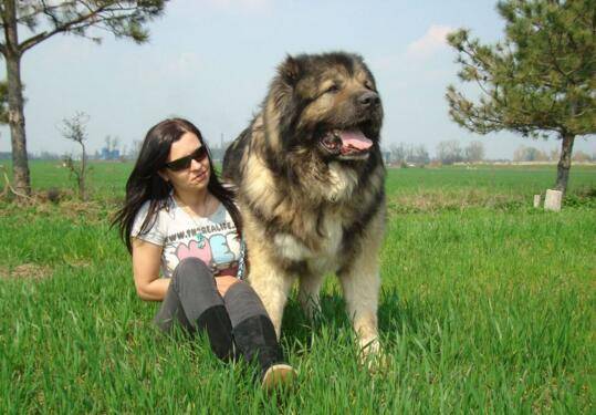 超大型犬品种大全 去看看你熟悉几种(图3)