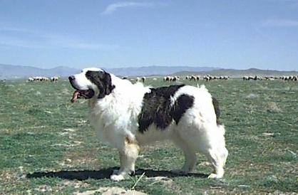 超大型犬品种大全 去看看你熟悉几种(图5)