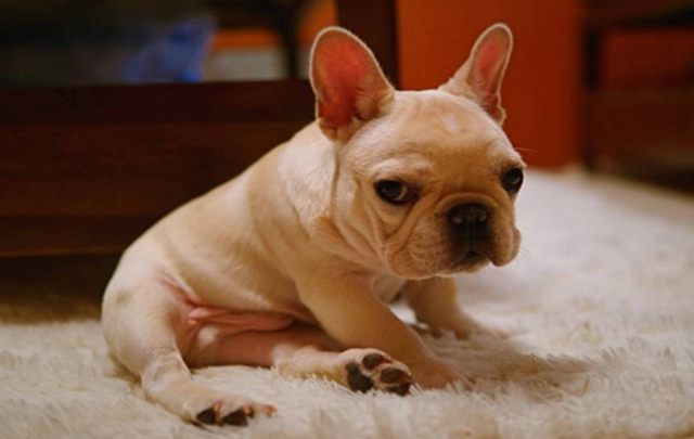 狗狗真菌性皮肤病 警惧人狗共患(图2)