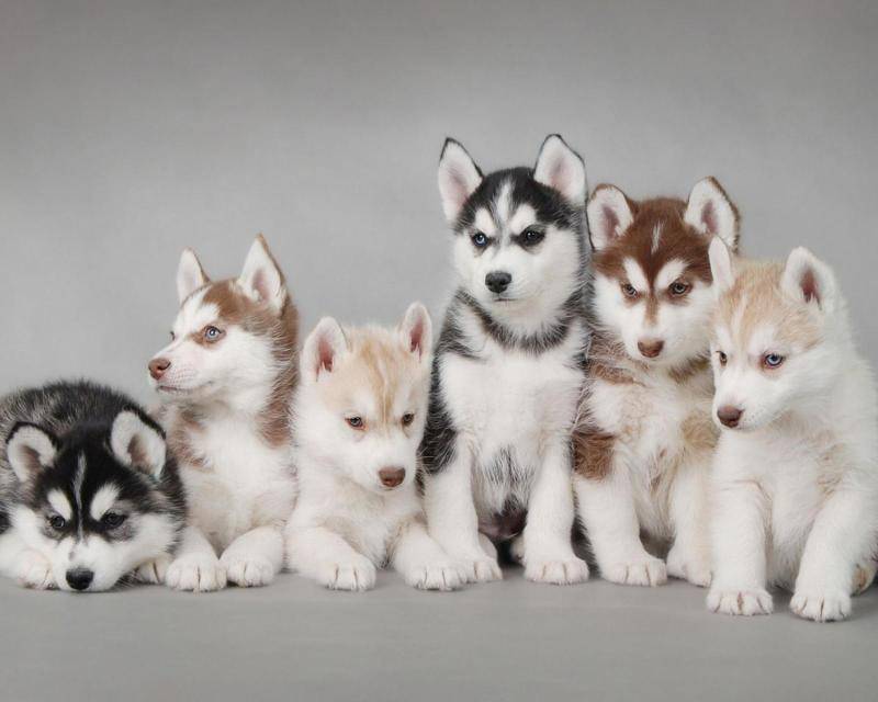 哈士奇的特点有都有哪些？这个可以仔细看了看的特点挖掘点(图1)