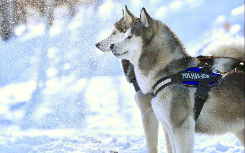 哈士奇的特点有都有哪些？这个可以仔细看了看的特点挖掘点(图3)