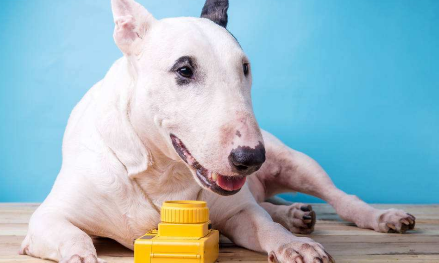 最厉害的狗排名 前五居然没有藏獒(图4)