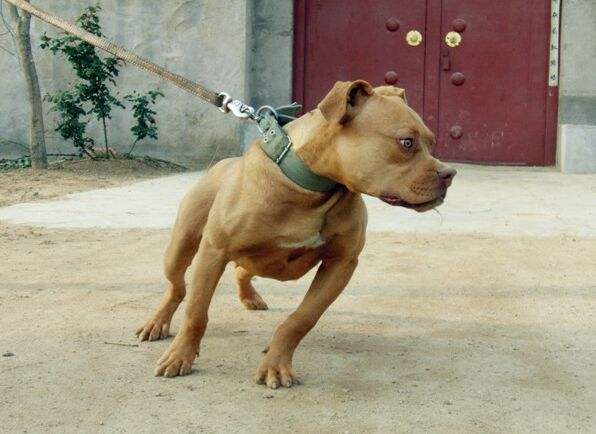 最厉害的狗排名 前五居然没有藏獒(图5)