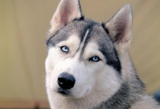 哈士奇有几种品种？看看这些你认识吗(图1)