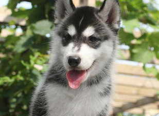 哈士奇有几种品种？看看这些你认识吗(图2)