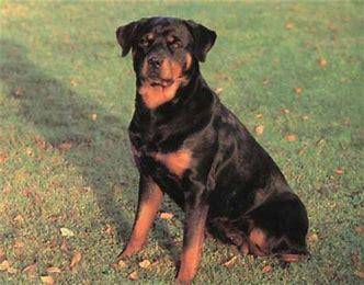 罗威纳是烈性犬吗？你很可能误解它们了(图2)