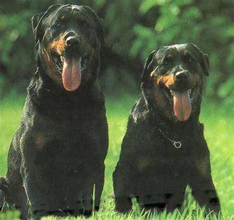 罗威纳是烈性犬吗？你很可能误解它们了(图1)