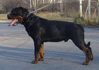 罗威纳是烈性犬吗？你很可能误解它们了(图4)