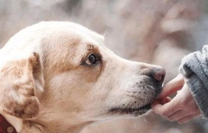 给狗狗补钙要不要过量 不然更危险的！(图1)