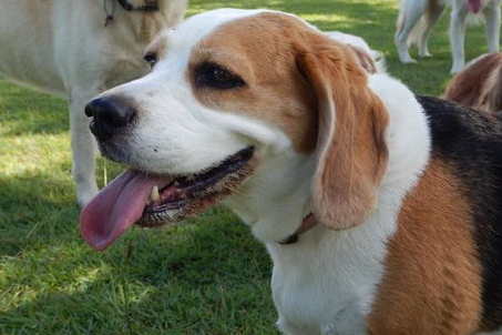 给狗狗补钙要不要过量 不然更危险的！(图2)