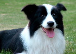 狗狗几大疾病 要先重视！(图2)