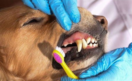 狗狗几大疾病 要先重视！(图1)