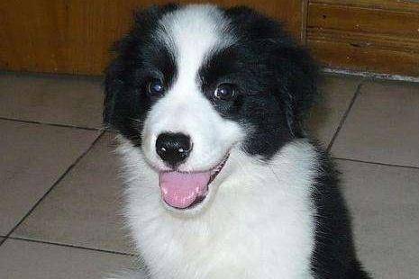 边境牧羊犬城市能养吗?看看吧它们的习性你就清楚了(图2)