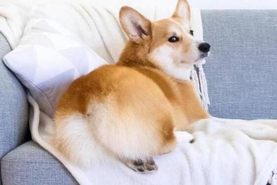 要如何好处狗狗疏通堵塞肛门腺?(图2)