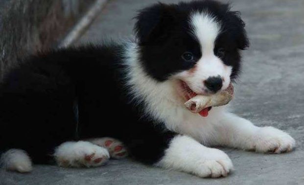 边境牧羊犬跟柴犬哪个好?事实上是比较好难区分的(图1)