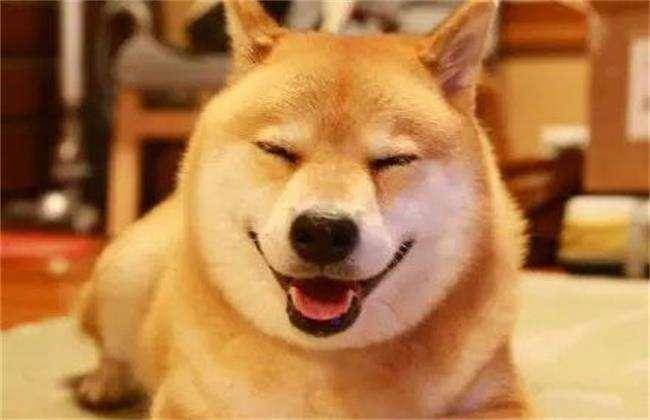 边境牧羊犬跟柴犬哪个好?事实上是比较好难区分的(图2)