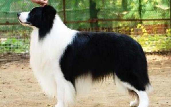 边境牧羊犬总是叫是为什么？很有可能是遇到问题了(图2)