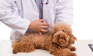 狗狗打疫苗的种类和疫苗接种时间？(图1)